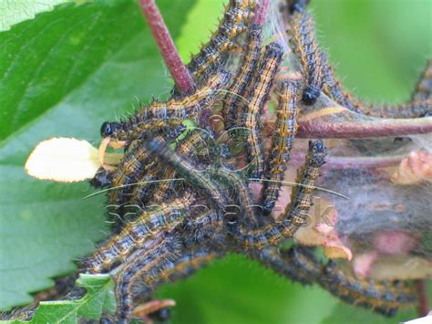 húsenice piliarky egrešovej na listoch