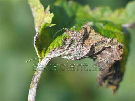 práškový povlak americkej múčnatky na listoch egreša