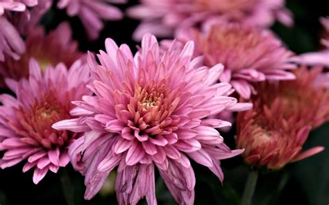 žena polievajúca chryzantémy v záhone skoro ráno