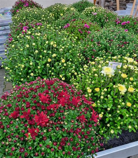 ilustrácia techniky uštipovania výhonkov chryzantém pre hustejší rast