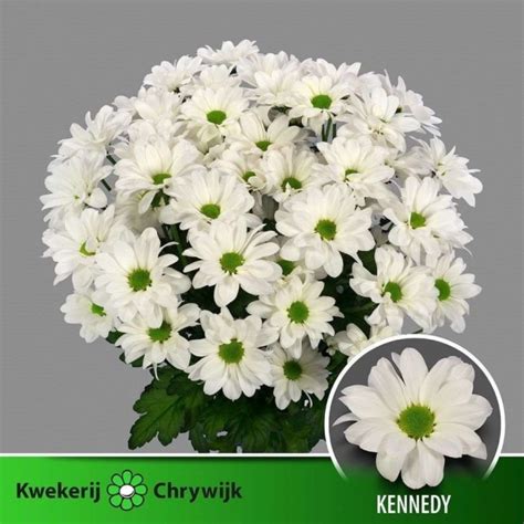 schéma množenia chryzantém odrezkami s postupom