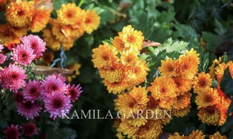 chryzantémy prikryté čečinou na zimu v záhrade