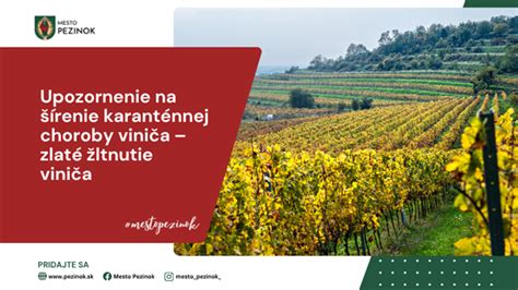 Infografika: Vplyv mikroklímy na šírenie chorôb viniča (teplota, vlhkosť, hustota porastu)