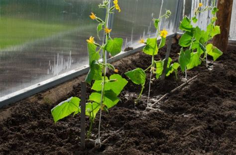 ilustrácia pestovania uhoriek dole hlavou z plastovej fľaše