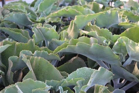 Detail listov Kalanchoe beharensis so zamatovým povrchom a zúbkatými okrajmi