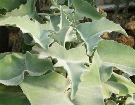 Fotografia interiéru s Kalanchoe beharensis ako dekoratívnym prvkom