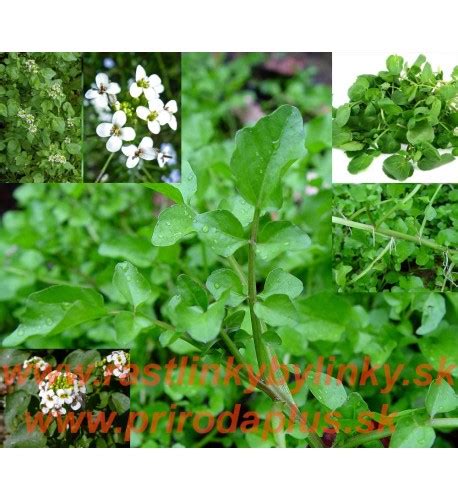 Balkón s kvetináčmi, v ktorých rastie potočnica lekárska