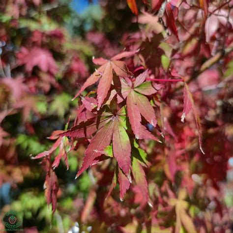 Tematické foto javora dlaňovitolistého 'Atropurpureum' s výraznými purpurovými listami
