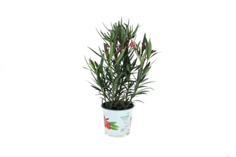oleander s detailom na listy a koreňový bal