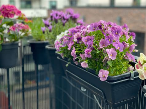 mandevilla rastúca na mriežke na slnečnom balkóne