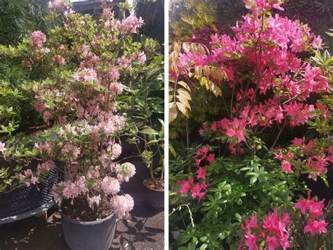 Ilustračný obrázok rôznych druhov japonských azaliek v záhrade.