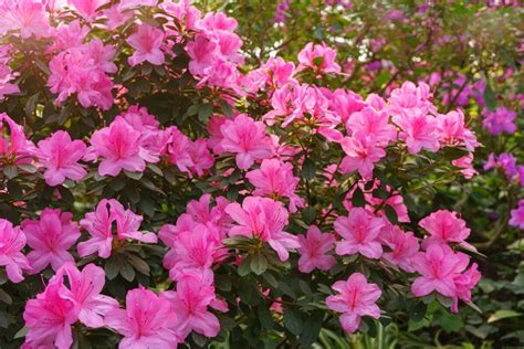 Kolekcia fotografií rôznych odrôd japonských azaliek v plnom kvete.