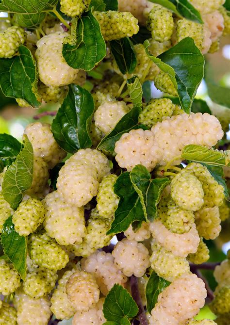 Tematické foto: zrelé plody moruše na konári