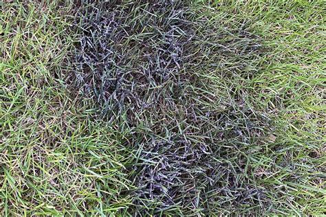 Ilustrácia znázorňujúca rozdiel medzi zhutnenou a prevzdušnenou pôdou v trávniku.