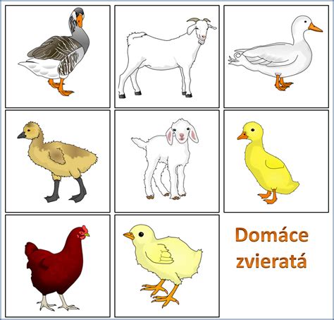 Ilustrácia upozorňujúca na toxicitu cyklámenu pre domáce zvieratá.