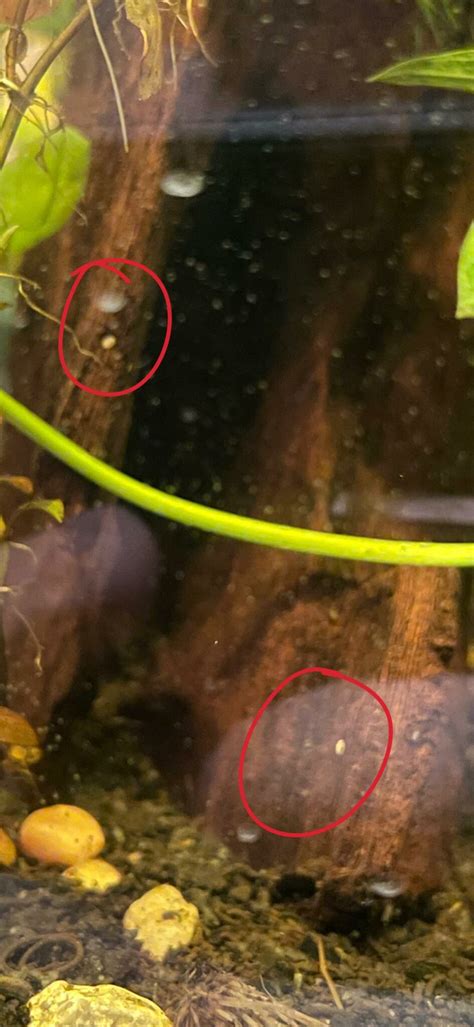 Ilustračná fotografia rôznych druhov slimákov Neritina v akváriu