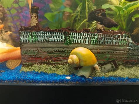 Koláž obrázkov rôznych druhov slimákov Neritina