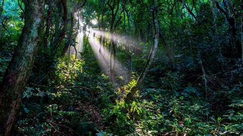 Fotografia majestátnej jedle v pralese