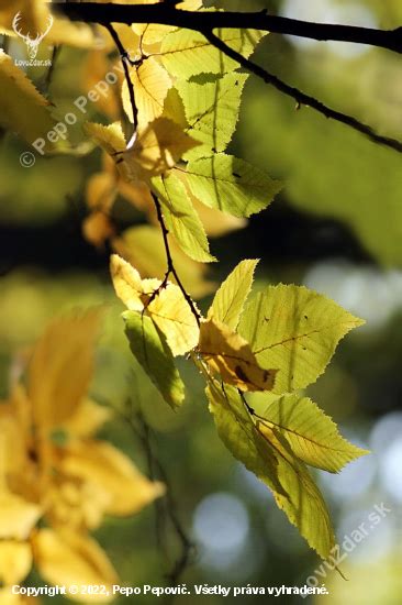 Detailná fotografia listov a súplodí hraba obyčajného