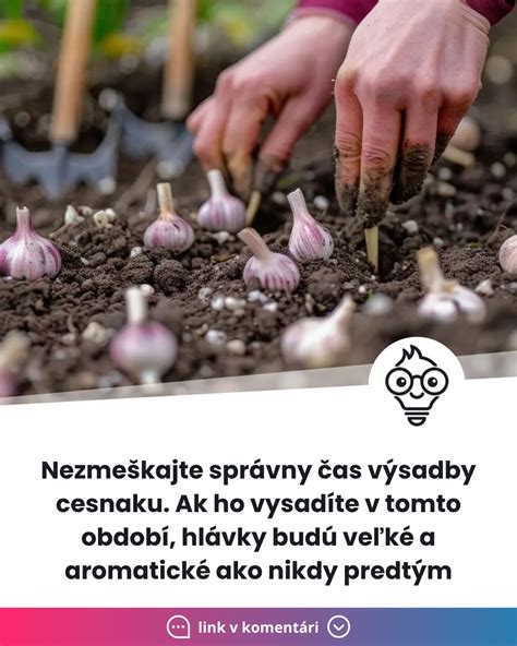 schéma ideálnej výsadby cesnaku s rozostupmi