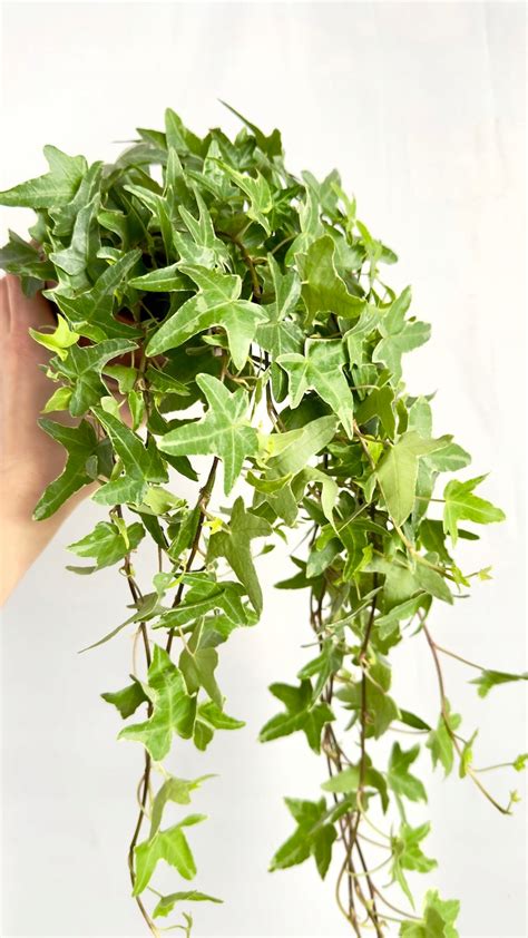 Interiérový brečtan pestovaný v závesnom kvetináči