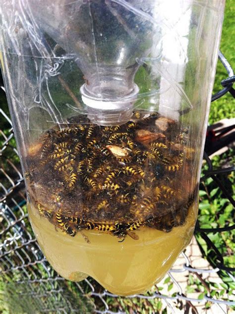 návod na výrobu domácej pasce na osy z plastovej fľaše