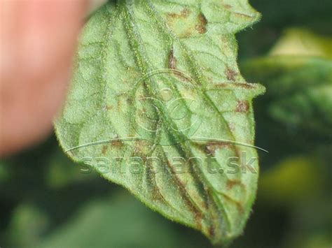 Ilustrácia chorôb a škodcov na listoch orchideí