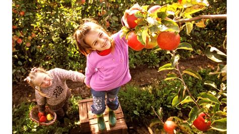 Základné agrotechnické opatrenia v ovocnom sade