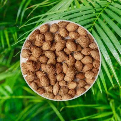 Ilustrácia výsevu semienka datľovej palmy a rastúcej rastliny