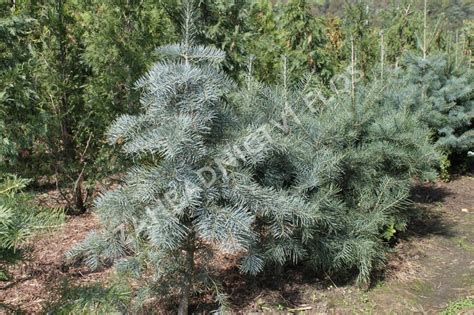 ilustračné foto dospelého stromu Jedle srienistej (Abies concolor)