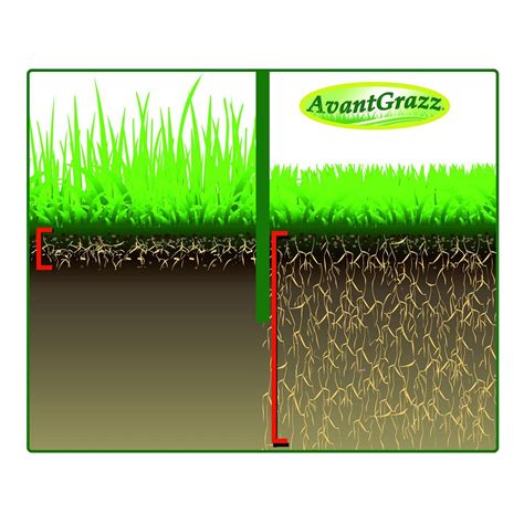 Ilustrácia porovnávajúca hĺbku zakorenenia bežnej trávy a trávy WATER SAVER.