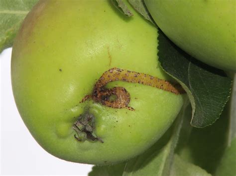 Detail jablkovej piliarky (Hoplocampa testudinea) s rozmermi