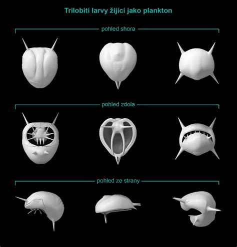 Poškodené jablko s typickými jazvami po piliarke a hnedým trusom larvy