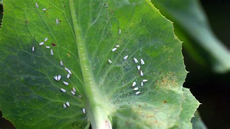 Biele lepové doštičky zavesené v jabloni na monitoring škodcov