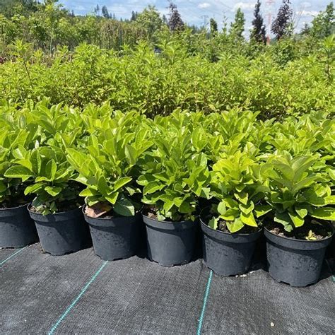 Vždyzelený ker kamélie s lesklými tmavozelenými listami