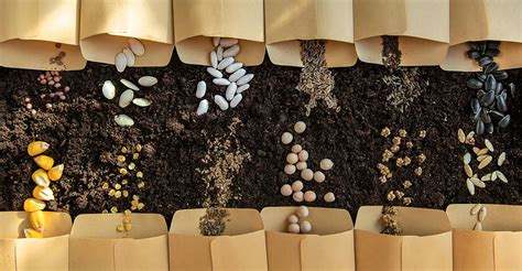 Schéma najčastejších chýb pri klíčení semien