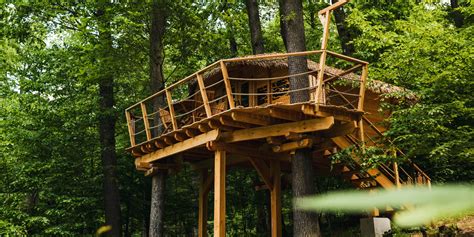 Fotografia avokádových kvetov alebo nezrelých plodov na strome