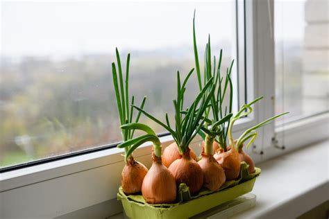 Ilustračná fotografia jarnej cibuľky rastúcej v interiéri na okennom parapete.