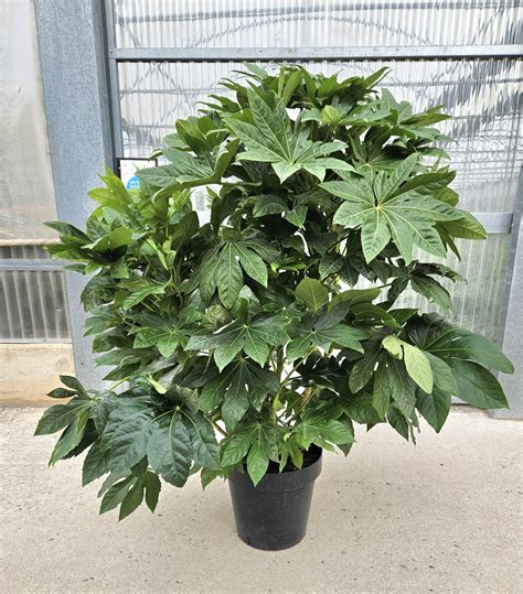 Ilustračná fotografia rastliny Fatsia japonica s charakteristickými veľkými, lesklými listami.