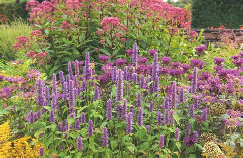 Tematická fotografia vojnovky belasej v kvetinovom záhone
