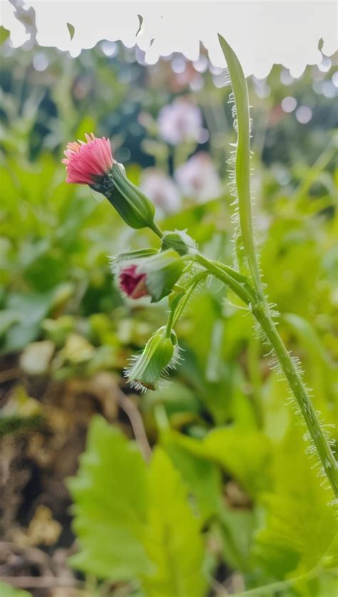 Detailný záber na kvety vojnovky belasej so žltými tyčinkami