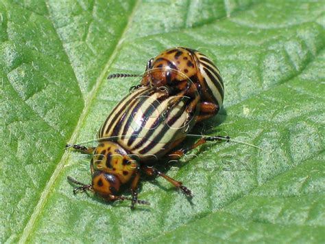 Ilustračné foto: dospelá pásavka zemiaková a jej larvy na liste zemiaka