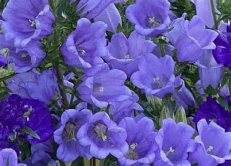 Tematické foto vejárovky (scaevola) s kvetmi modrej, fialovej alebo bielej farby