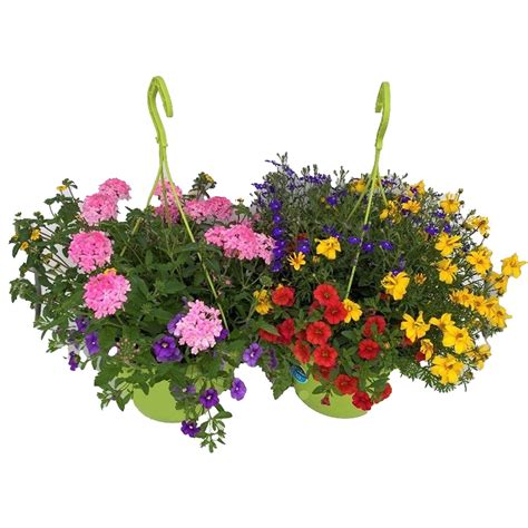 Zasadená vejárovka v závesnom koši s bohatými kvetmi