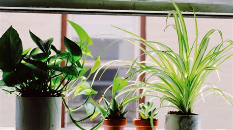 Schéma rastliny antúrie a jej schopnosti čistiť vzduch od toxínov