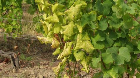 Ilustrácia správne odobratého odrezku viniča s vyznačenými očkami