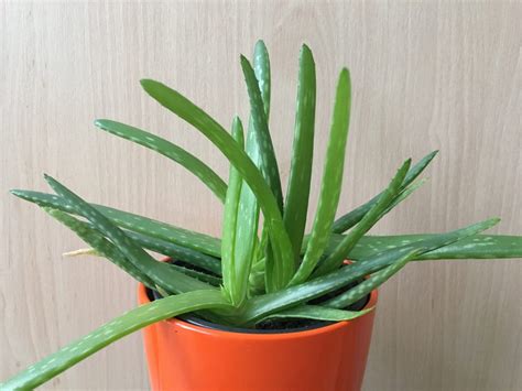 Aloe vera umiestnená na chladnom a svetlom mieste počas zimného obdobia.