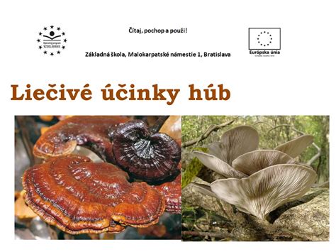 Infografika: Liečivé účinky lipy