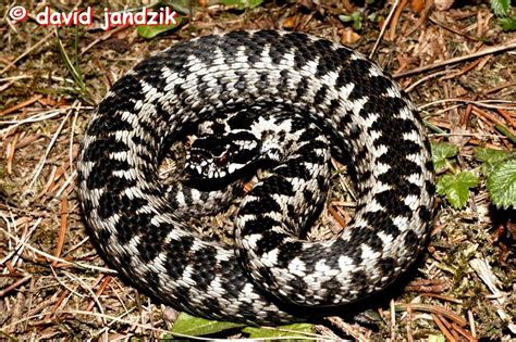 Vretenica obyčajná vyhrievajúca sa na slnku na jar