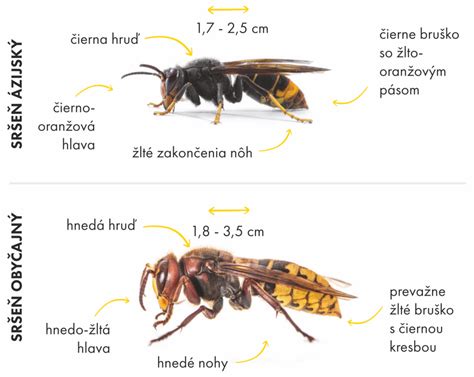 Porovnanie sfarbenia samca a samice vretenice obyčajnej